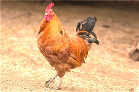 夢到動物 解夢|夢見好多動物是什麼意思